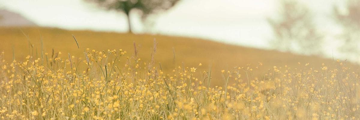 Military & Government